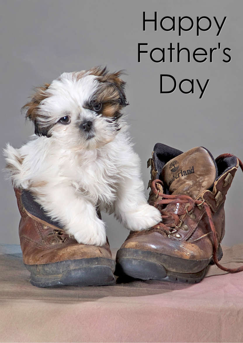 Cute Puppy in Boot - card made with Crafty Bob's Card Creator