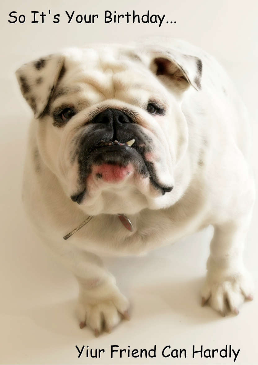 Excited Bulldog Card Front - card made with Crafty Bob's Card Creator