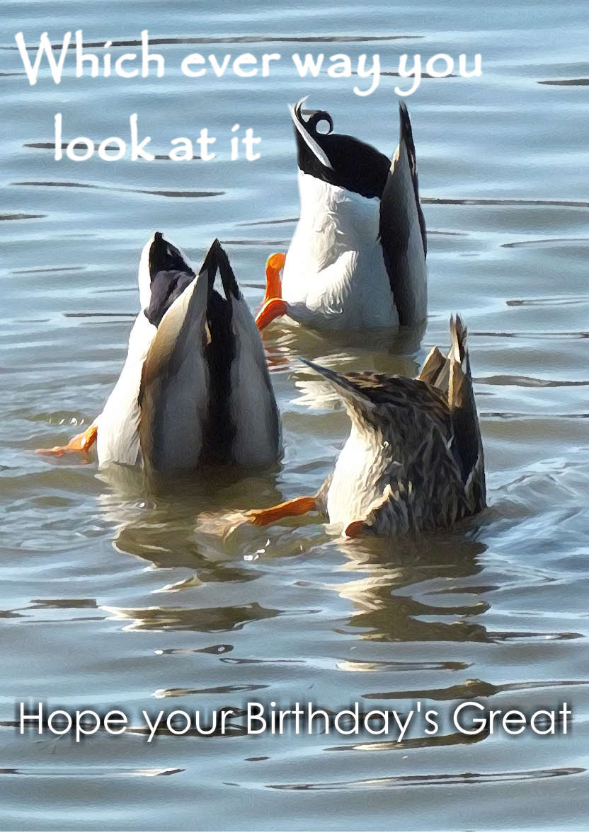 Ducks Swimming Humourous Card - card made with Crafty Bob's Card Creator
