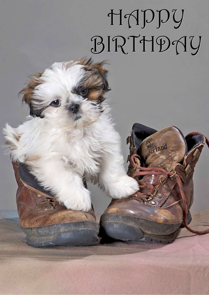 Cute Puppy in Boot - card made with Crafty Bob's Card Creator