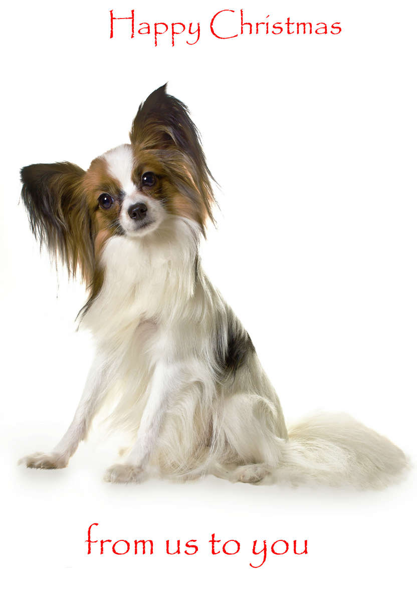 Papillon Dog Card - card made with Crafty Bob's Card Creator