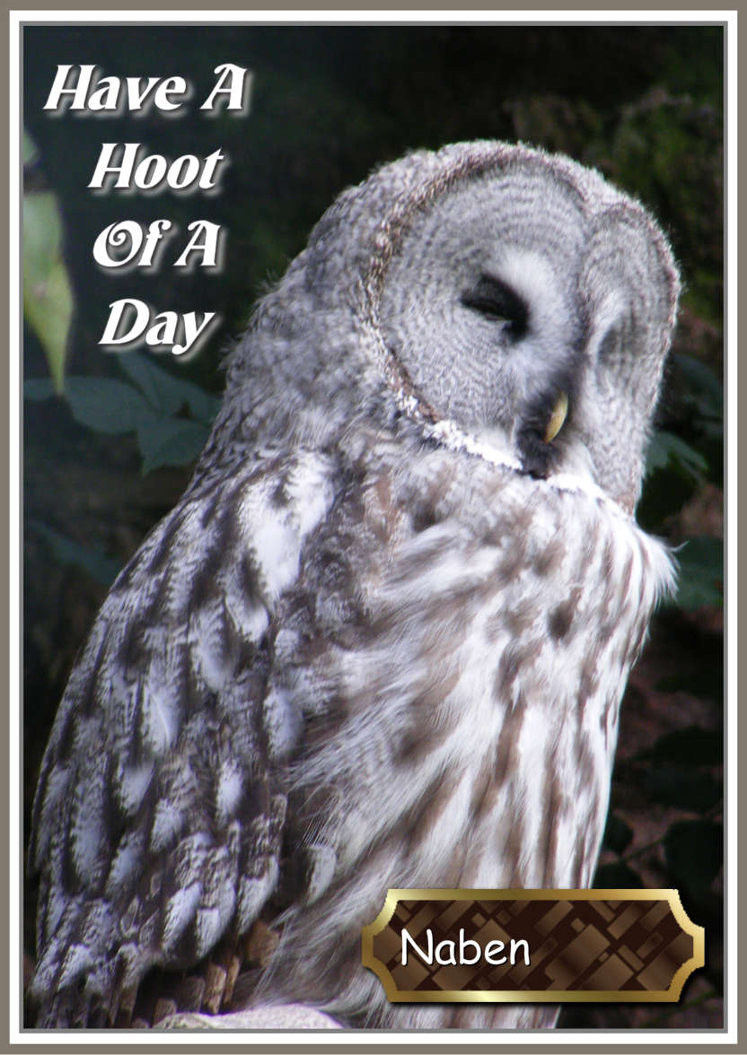 Have a Hoot of a Day - card made with Crafty Bob's Card Creator