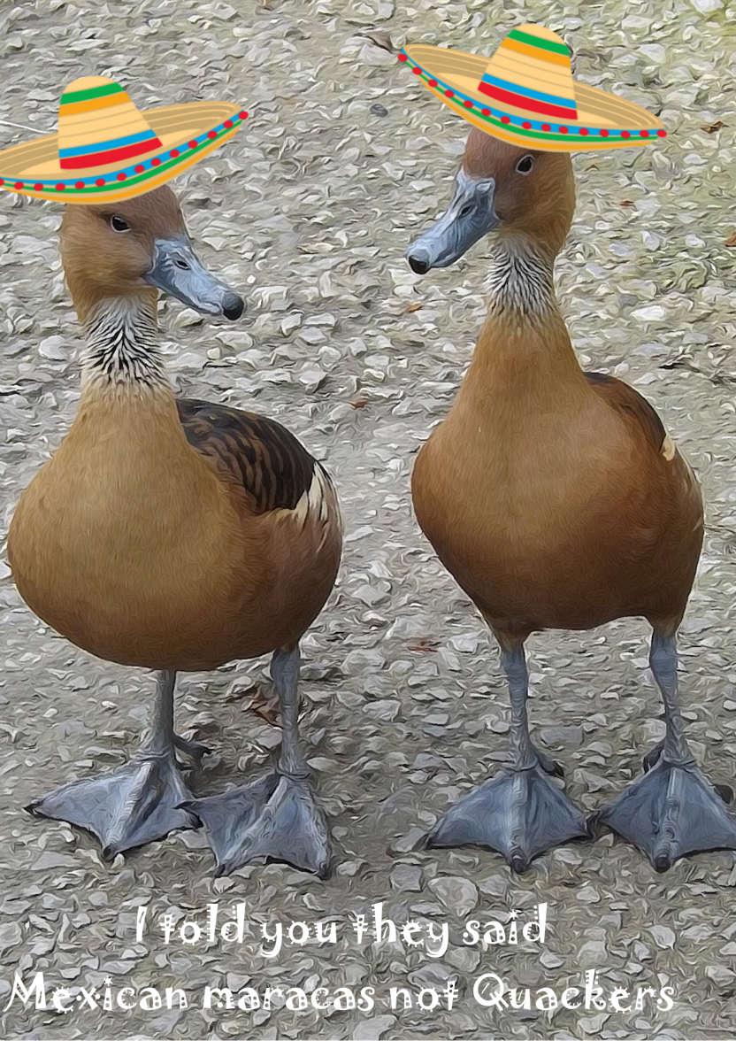 Ducks with Mexican Hats - card made with Crafty Bob's Card Creator