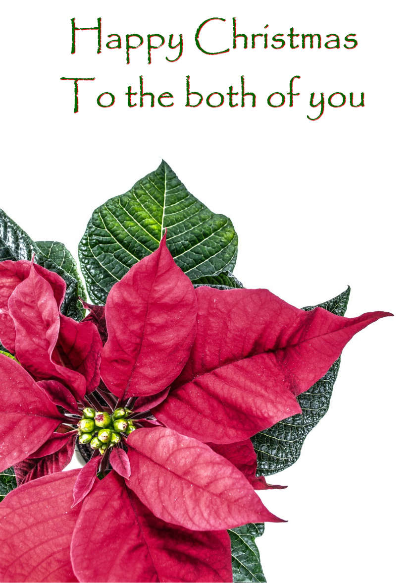 Christmas Poinsettia Card - card made with Crafty Bob's Card Creator