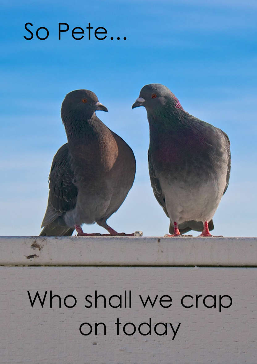 Pigeon Plans Humorous Card Front - card made with Crafty Bob's Card Creator