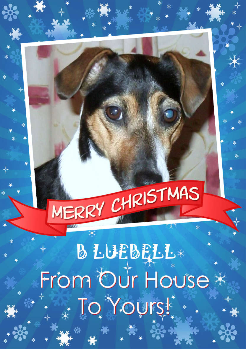 Christmas Family Photo Card - card made with Crafty Bob's Card Creator