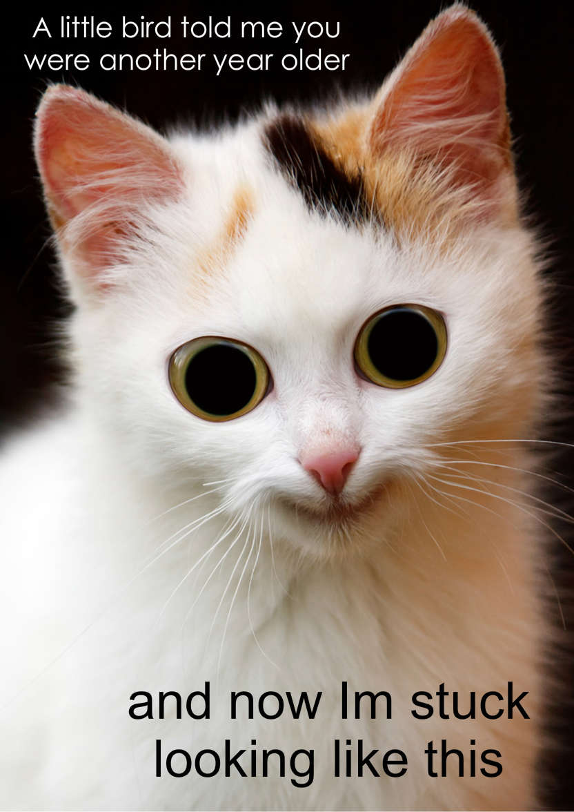 Mischievous Cat Humorous Card Front - card made with Crafty Bob's Card Creator