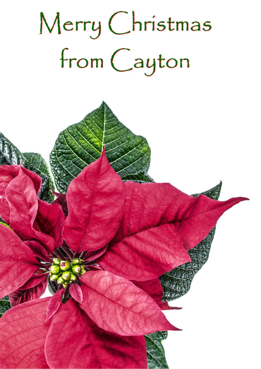 Christmas Poinsettia Card - card made with Crafty Bob's Card Creator