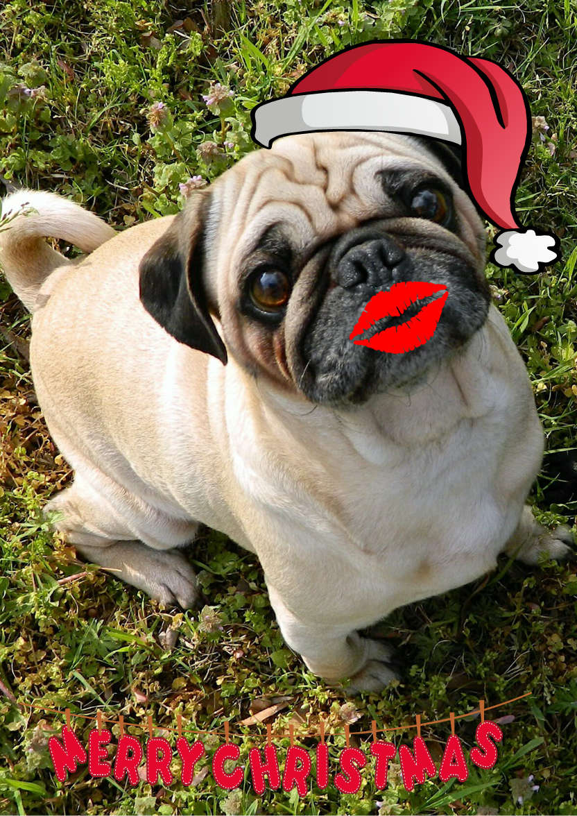Pugs and Kisses Cute Card Front - card made with Crafty Bob's Card Creator