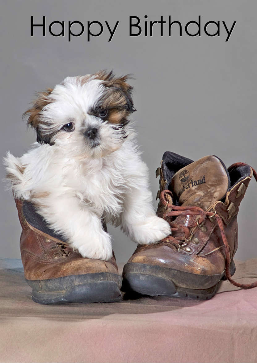 Cute Puppy in Boot - card made with Crafty Bob's Card Creator