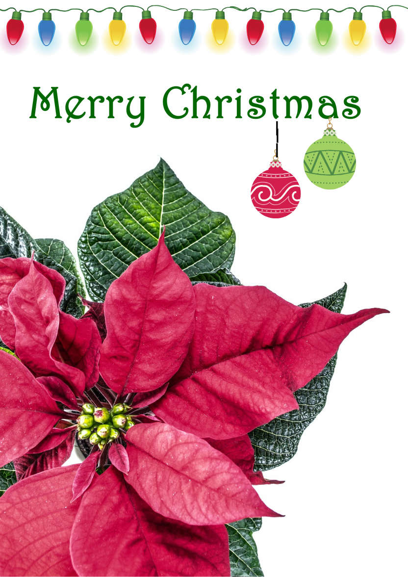 Christmas Poinsettia Card - card made with Crafty Bob's Card Creator