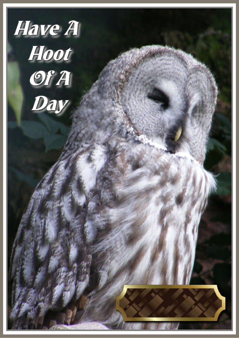 Have a Hoot of a Day - card made with Crafty Bob's Card Creator