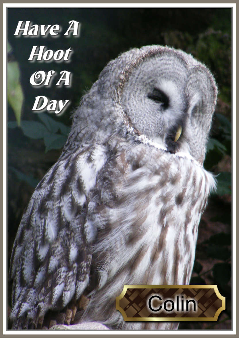 Have a Hoot of a Day - card made with Crafty Bob's Card Creator