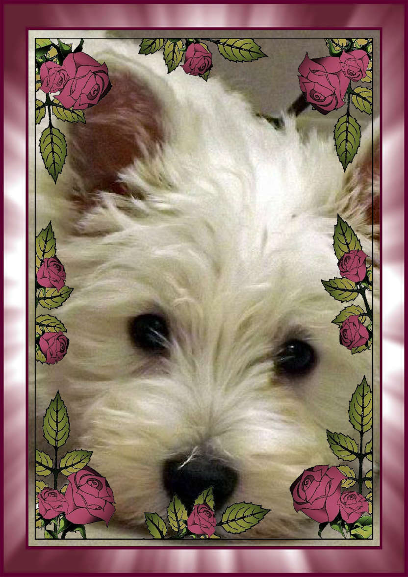Rose Frame Photo Card - card made with Crafty Bob's Card Creator