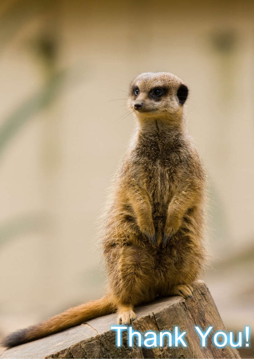 Meerkat Thank You Card Front - card made with Crafty Bob's Card Creator
