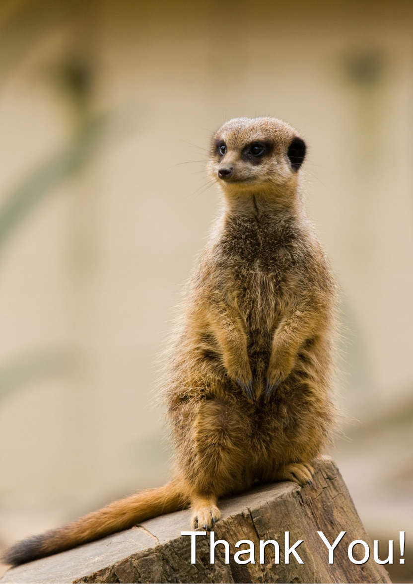 Meerkat Thank You Card Front - card made with Crafty Bob's Card Creator