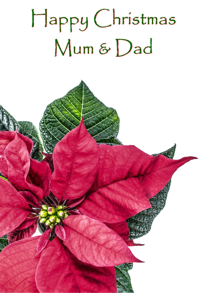 Christmas Poinsettia Card - card made with Crafty Bob's Card Creator