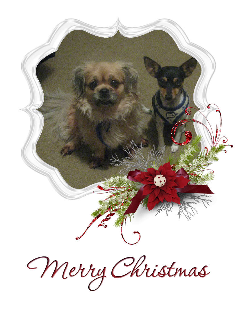 Frosted Poinsettia Frame - card made with Crafty Bob's Card Creator