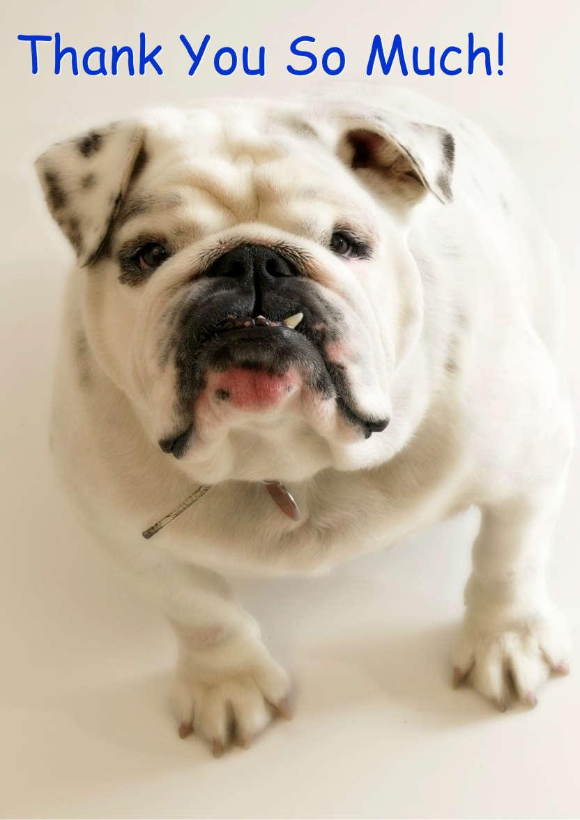 Excited Bulldog Card Front - card made with Crafty Bob's Card Creator