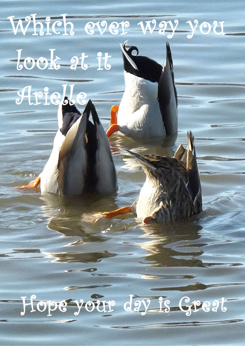 Ducks Swimming Humourous Card - card made with Crafty Bob's Card Creator