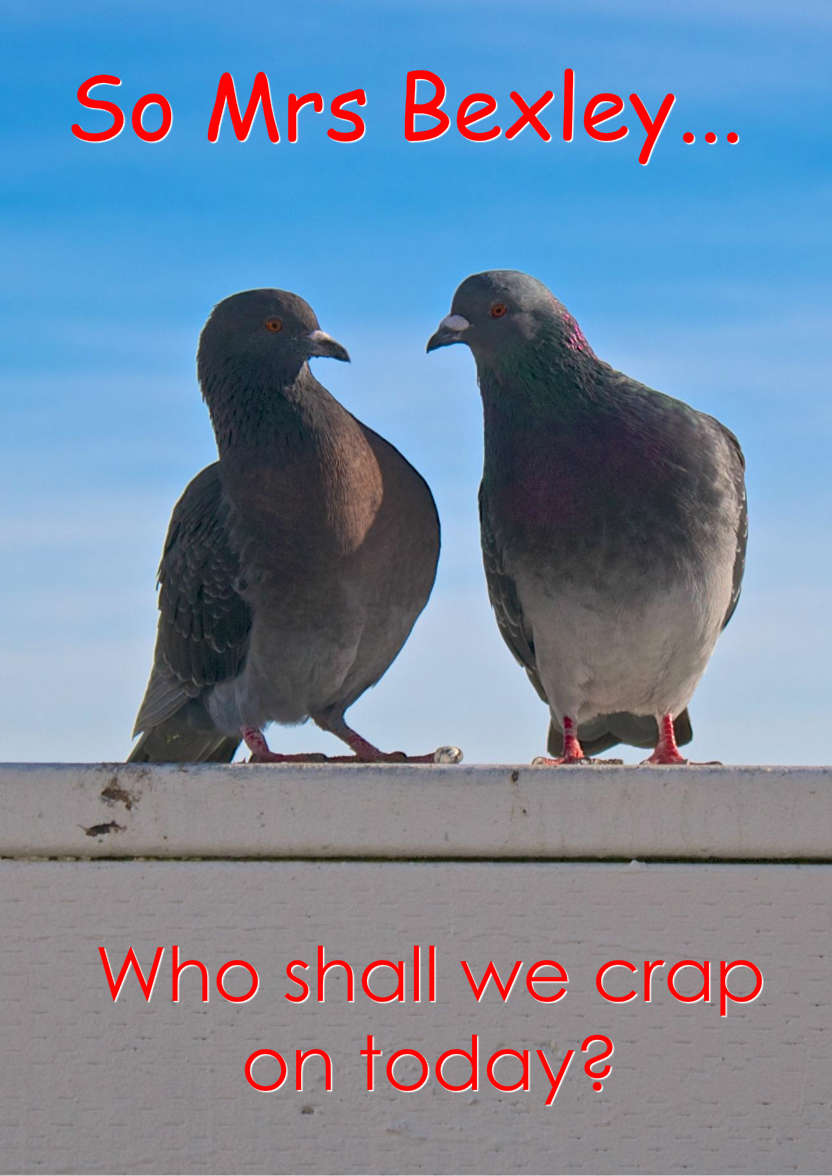 Pigeon Plans Humorous Card Front - card made with Crafty Bob's Card Creator