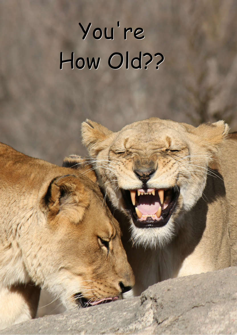 Laughing Lion Humorous Card Front - card made with Crafty Bob's Card Creator