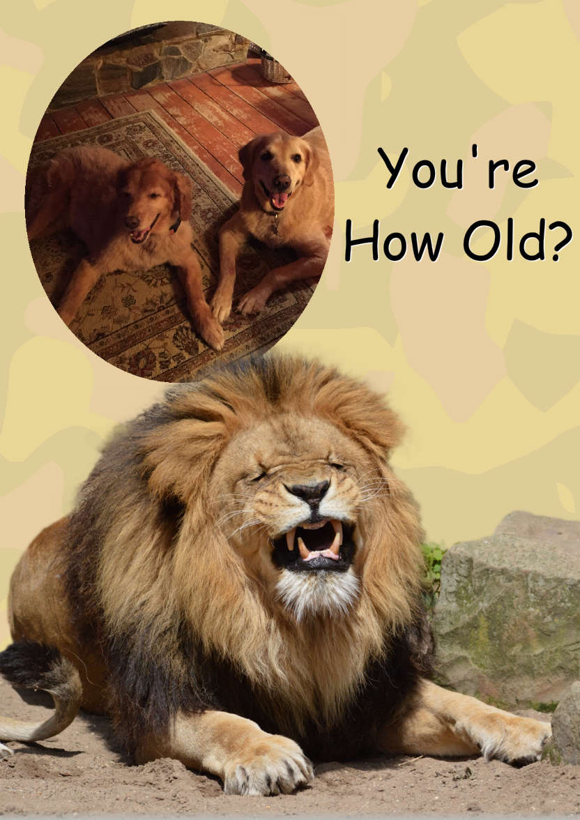 Laughing Lion Photo Card - card made with Crafty Bob's Card Creator