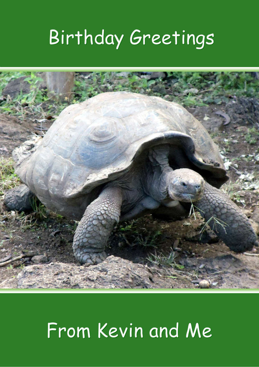 Slow Tortoise Belated Birthday Card Front - card made with Crafty Bob's Card Creator