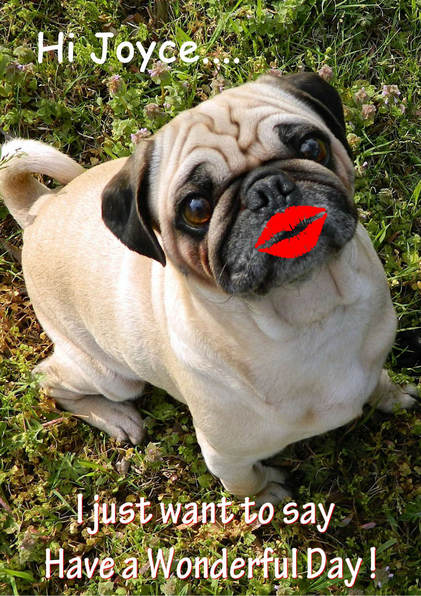 Pugs and Kisses Cute Card Front - card made with Crafty Bob's Card Creator