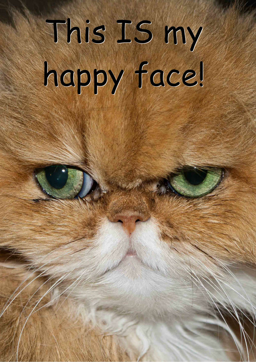 Grumpy Cat Humorous Card Front - card made with Crafty Bob's Card Creator