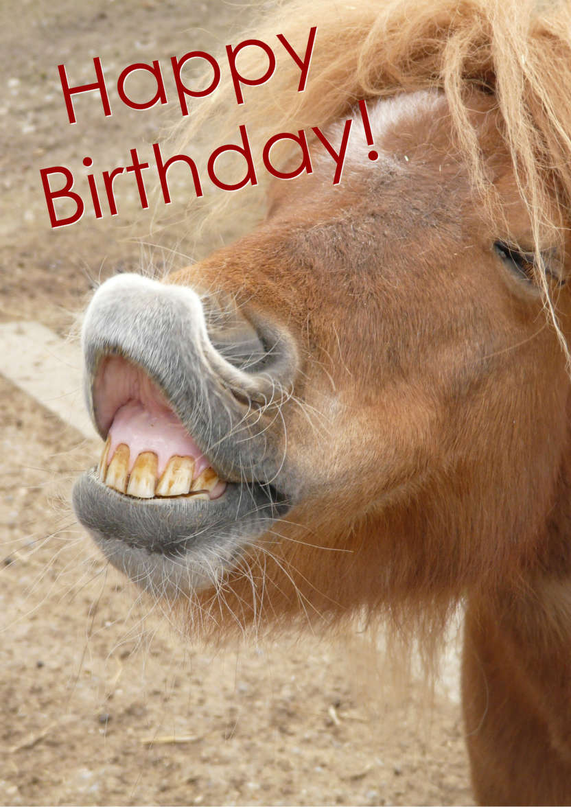 Horse Kiss Humorous Card Front - card made with Crafty Bob's Card Creator