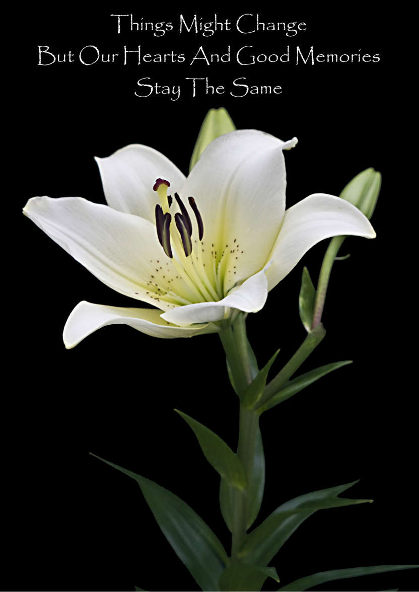 White Lily Floral Card - card made with Crafty Bob's Card Creator