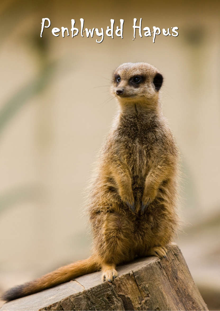 Meerkat Thank You Card Front - card made with Crafty Bob's Card Creator