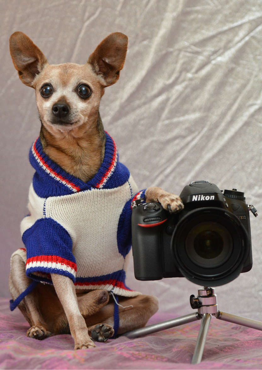 Chihuahua Photographer Card - card made with Crafty Bob's Card Creator