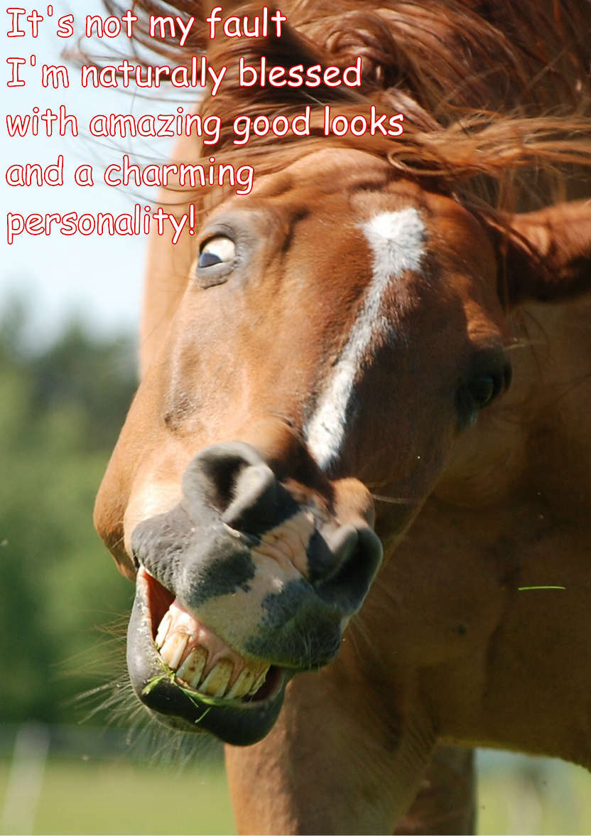 Ugly Horse Humorous Card Front - card made with Crafty Bob's Card Creator