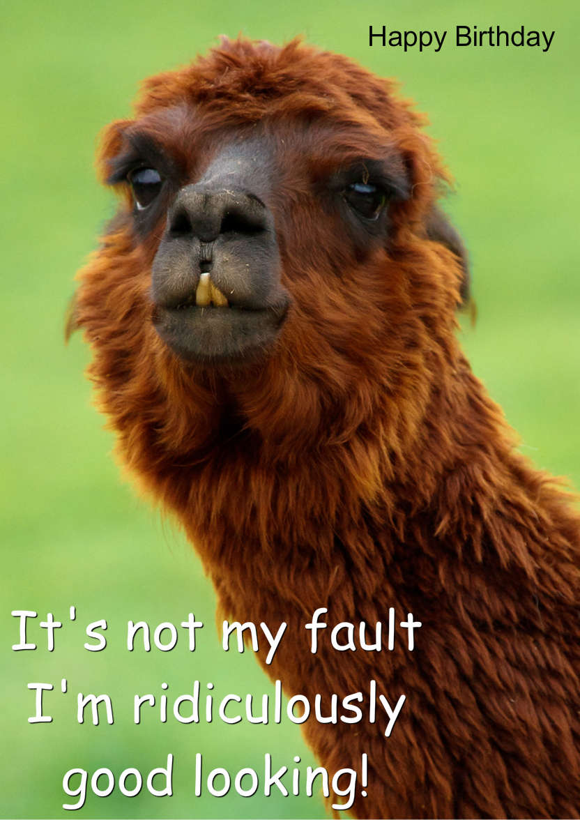 Charming Llama Humorous Card Front - card made with Crafty Bob's Card Creator