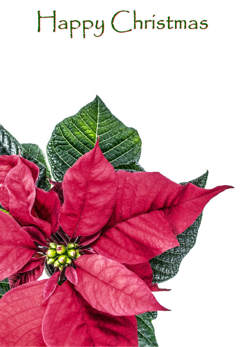 Christmas Poinsettia Card - card made with Crafty Bob's Card Creator