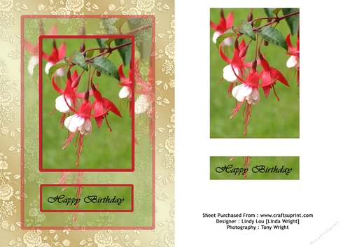 Brilliant Fuschia Birthday