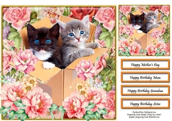 Kittens In A Box