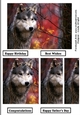 cup832343_20612 - Sunset Wolf