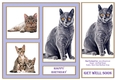 Black Cat and Kittens 7in x 7in