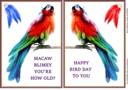Two A5 macaw quick card fronts