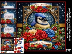 snow stars and feathered friends