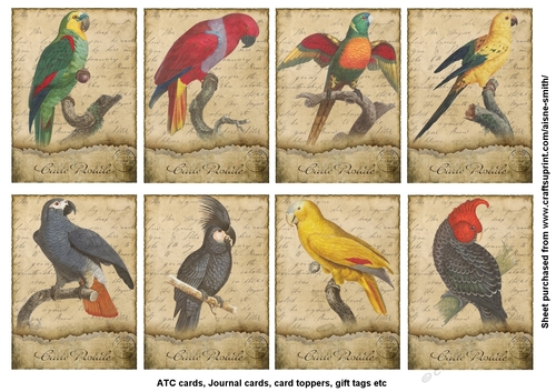 Vintage Parrot Cards