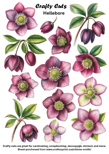 Hellebore Flowers Cut Outs / Fussy Cuts