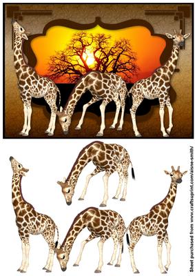 Africa - Giraffes