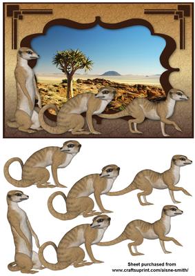 Africa - Meerkats
