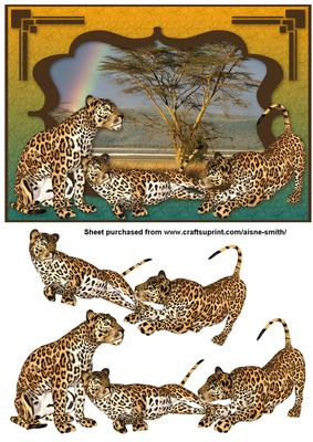 Africa - Leopards