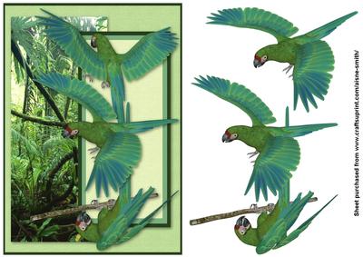 Military Macaw