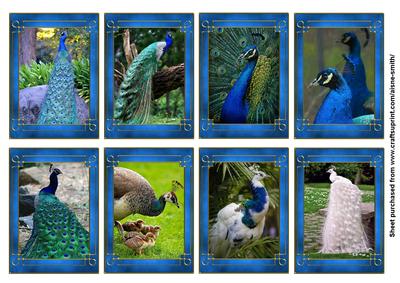 Peacocks Tags / Mini-cards